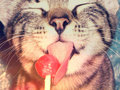 a kitty licking a lollipop - animals photo