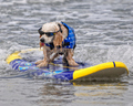 a dog surfing - animals photo