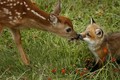 a deer and a fox - animals photo