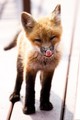 red fox - animals photo