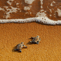 two little turtles - animals photo