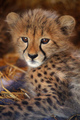 a leopard  - animals photo