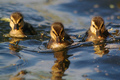 three ducklings - animals photo