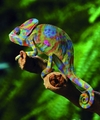 a chameleon - animals photo
