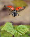 a ladybug - animals photo
