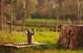 lemur  - animals photo