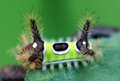 cute creepy crawly caterpillar - random photo