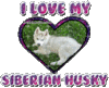  i Любовь my siberian husky.