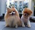 two cute puppies *_* - puppies photo