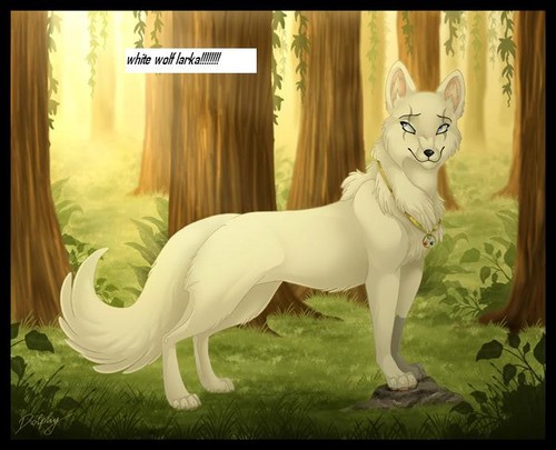  larka the white wolf