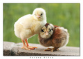Chick - animals photo