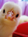 Chick - animals photo