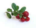 Cowberry - food photo