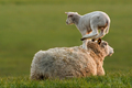 Lamb - animals photo