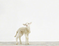 Lamb - animals photo