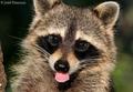 Raccoon - animals photo