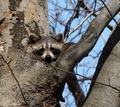 Raccoon - animals photo