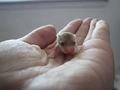 Roborovski Hamster - animals photo