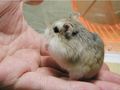 Roborovski Hamster - animals photo