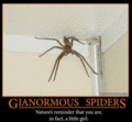 Spider. - random photo