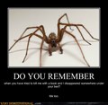 Spider.. - random photo
