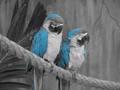 random - Stop by "Macaws" (under reconstruction) wallpaper