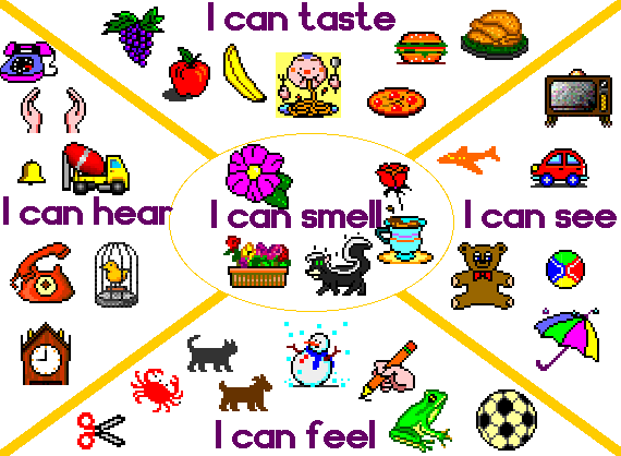 taste for sight, children touch,  senses Hearing,  smell Senses   taste  preschool explained five and