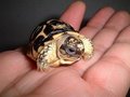 Turtle - animals photo