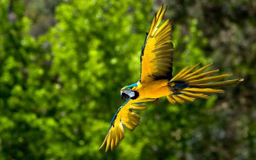  Blue & emas macaw