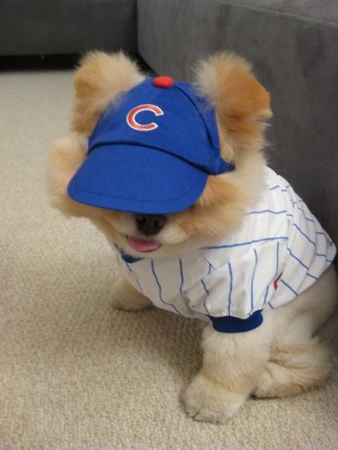 Boo with Chicago Cubs cap