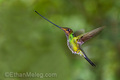 Hummingbird - animals photo