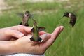 Hummingbird - animals photo