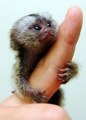 cutest finger monkey - monkeys photo