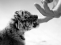 lolz tiger  - animals photo