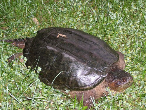 A Turtle I Spotted, May 2012