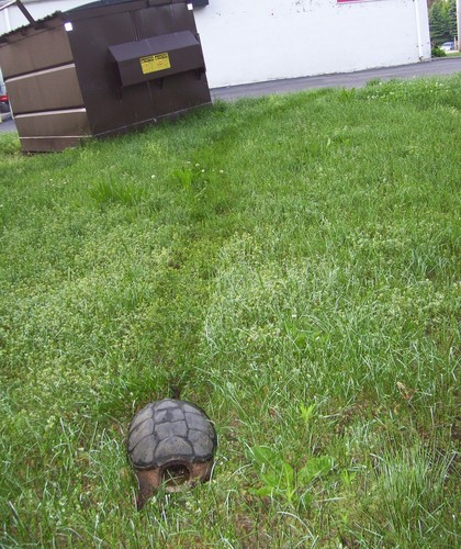  A schildpad I Spotted, May 2012