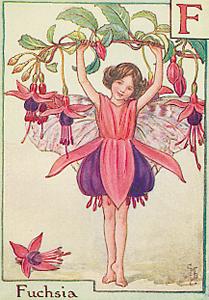  Fuchsia Fairy