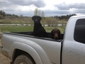 My two dogs in the back of my Tacoma - hevenly-pack-pride photo