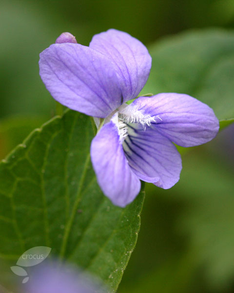 Violet - Flowers Photo (30910524) - Fanpop