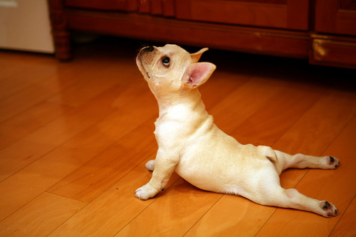  Yoga Bradley Style: Giving New Meaning to Upward DOG (2)