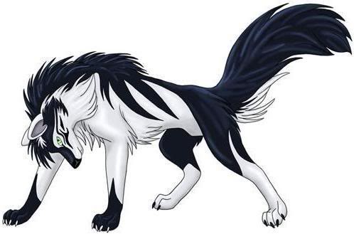 blk and white wolf