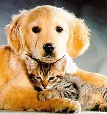  anjing & kucing