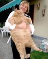 fat cat - random photo