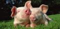 perfect pigs - pigs photo
