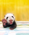 Baby Panda  - animals photo