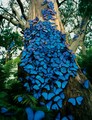 Blue Butterflies  - animals photo