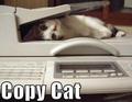 Copy Cat - random photo