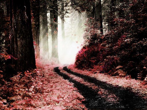  Crimson Forest