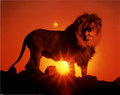 Lion over the sunset - lions photo