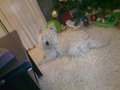 Mike the Westie on the carpet - dogs photo